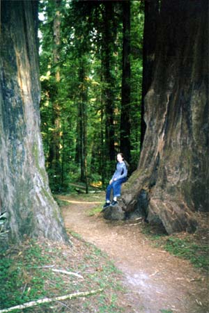 amanda_trees.jpg