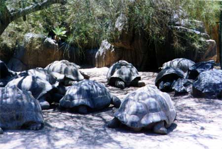 tortoises.jpg